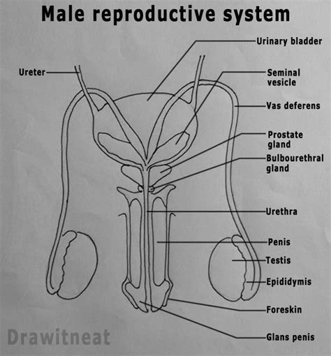 penisfoto|Category : Labeled photographs of human male genitalia